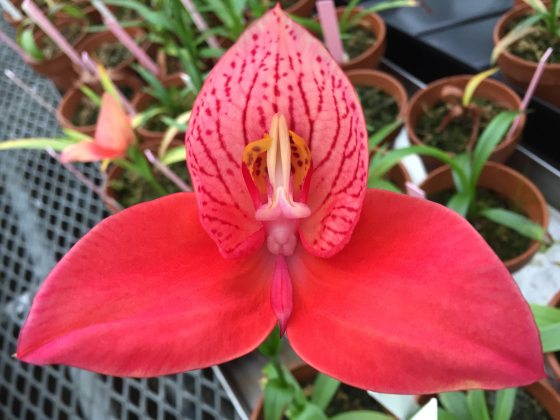 Disa, Redefined | Longwood Gardens